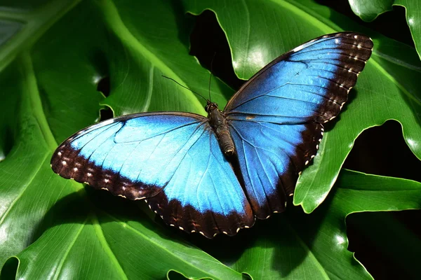 Una mariposa morfo azul — Foto de Stock