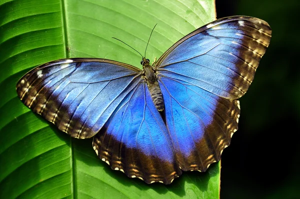 Kék Morpho pillangó — Stock Fotó