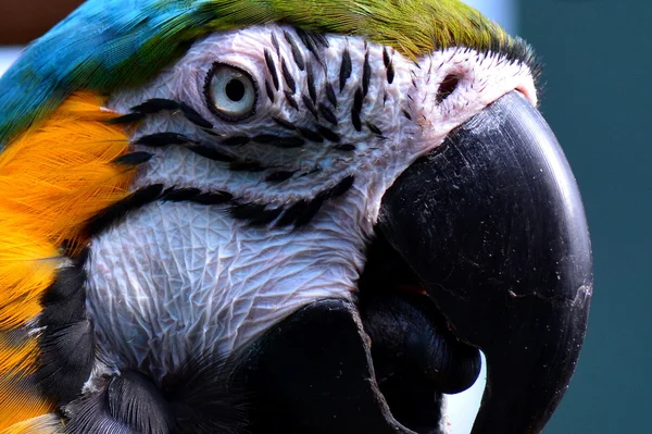 南アメリカのコンゴウインコの肖像画. — ストック写真