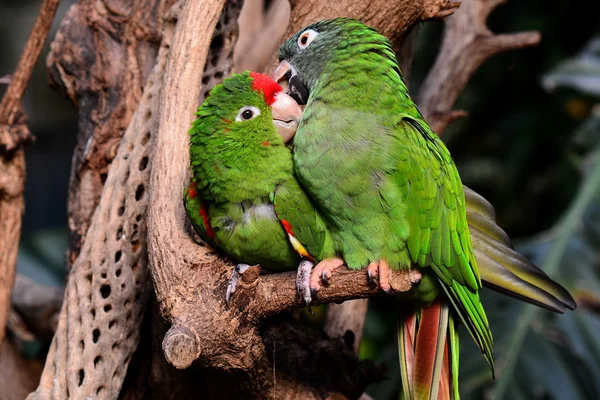 Groene papegaai tortelduifjes — Stockfoto