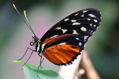 A Golden Helicon butterfly arrives at the butterfly gardens for a visit.