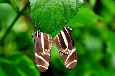A pair of mating Zebra long wing butterflies get it on in the gardens.