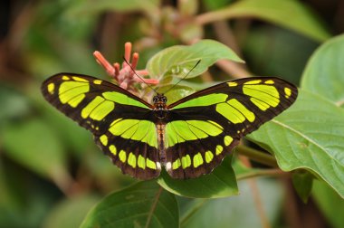 Malachite butterfly.A green and black butterfly