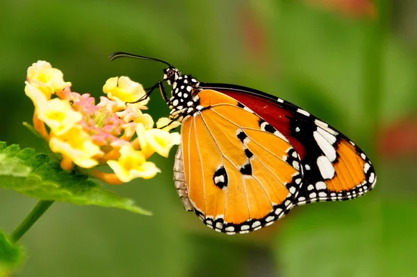 Obyčejný Tiger motýl sucks na nektar v motýlí zahrady. — Stock fotografie