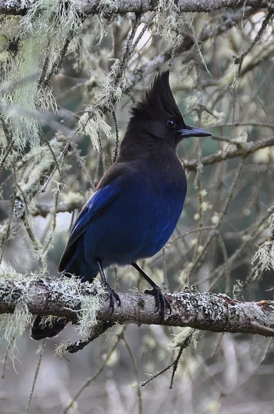 Stellars Jay posant pour son portrait . — Photo