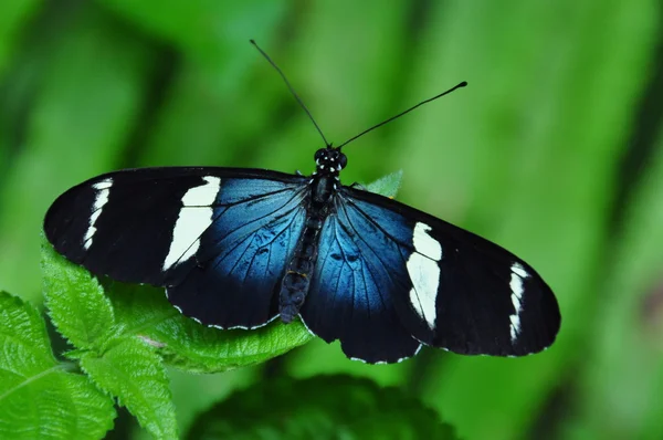 Fekete-fehér Helikon pillangó — Stock Fotó
