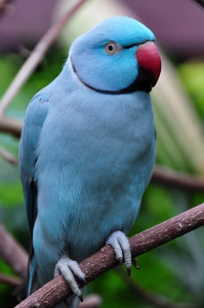Anel indiano pescoço papagaio — Fotografia de Stock