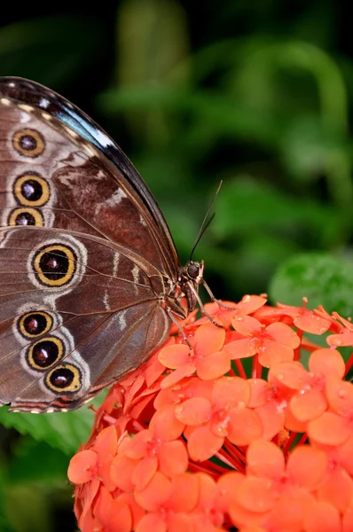 A morpho butterfly lands on a pretty flower in the gardens. — Φωτογραφία Αρχείου