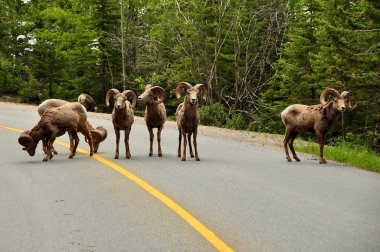 Banff 'a yakın otobanda Big Horn koyunu