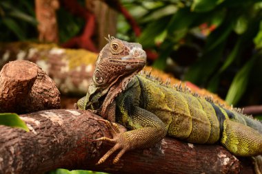 The dragon of the gardens Miss Jiggs, the iguana.