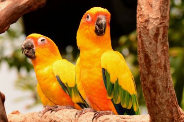 Pair of pretty Sun Conures perch in the gardens.