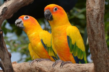 Pair of pretty Sun Conures perch in the gardens.