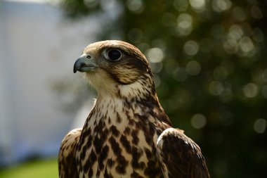 saker Falcon portresi.