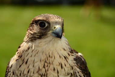 saker Falcon portresi.