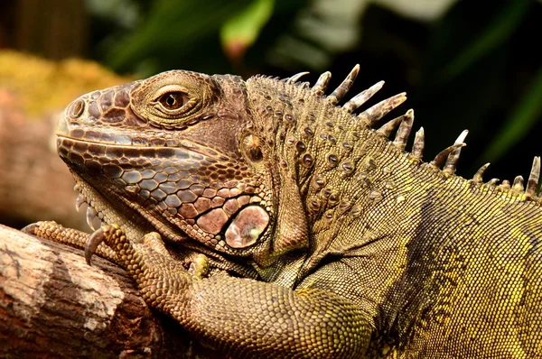 Iguana close up and portrait