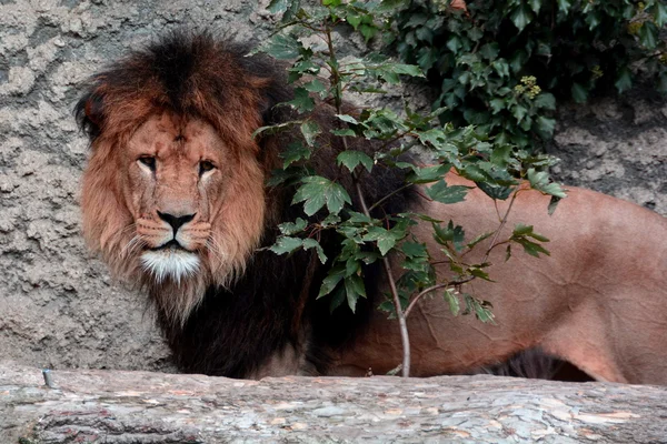 Koning van de dieren — Stockfoto