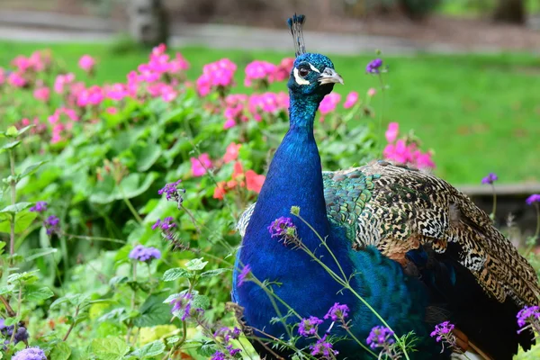 Retrato de pavo real en los jardines . — Foto de Stock