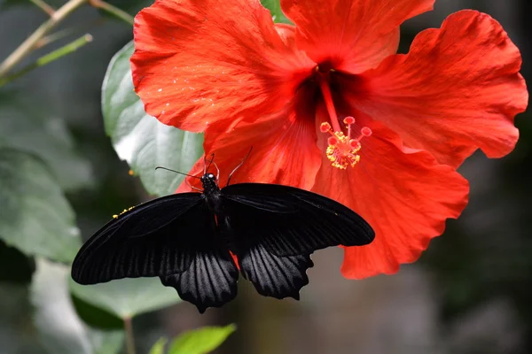 Μια πεταλούδα αρσενικό Μορμόνων προσγειώνεται στους κήπους. — Φωτογραφία Αρχείου