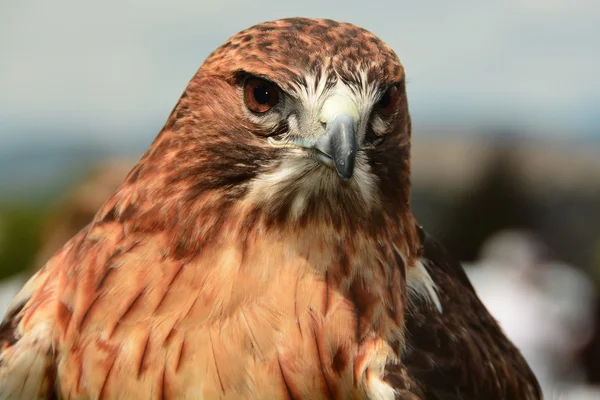 Kırmızı kuyruklu şahin portre