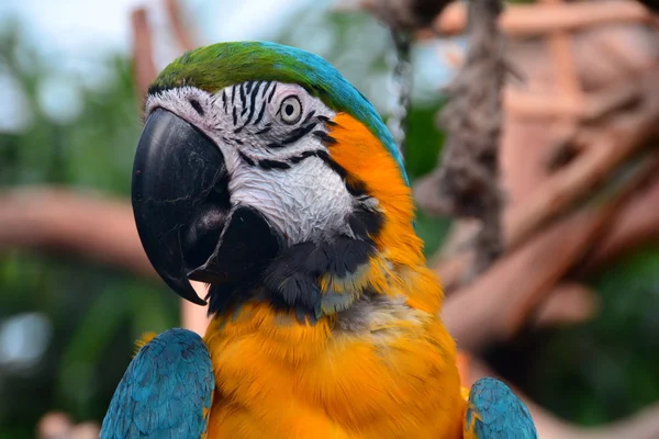 南アメリカのコンゴウインコの肖像画 — ストック写真