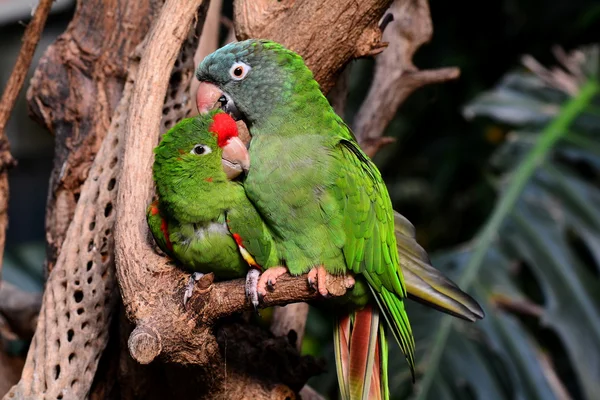 Snuggling green parrots show love for each other. — Stock Image Snuggling green parrots show love for each other. Stock Picture