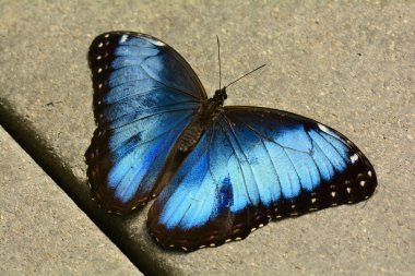 Blue Morpho butterfly lands in the gardens. clipart
