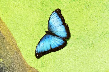 Mavi Morfo kelebek bahçelerde toprakları.