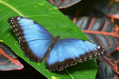 Mavi Morfo kelebek bahçelerde toprakları.
