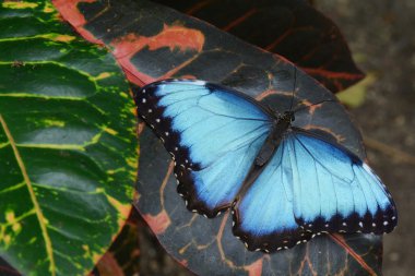 Mavi Morfo kelebek bahçelerde toprakları.