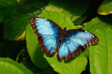 Mavi Morfo kelebek bahçelerde toprakları.