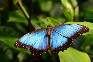 Mavi Morfo kelebek bahçelerde toprakları.