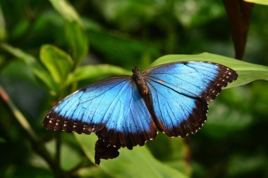 Mavi Morfo kelebek bahçelerde toprakları.