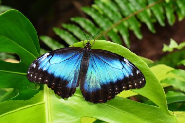 Mavi Morfo kelebek bahçelerde toprakları.