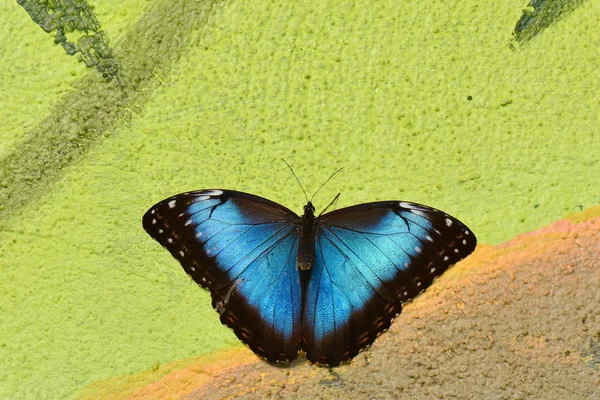 Modrá Morpho motýl přistává v zahradách. — Stock fotografie