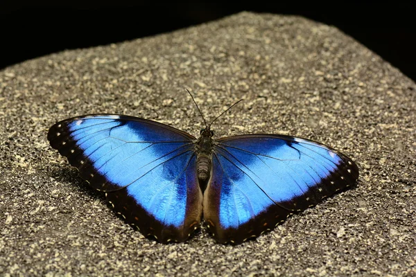 Blue Morpho butterfly lands in the gardens. — Stock Photo, Image