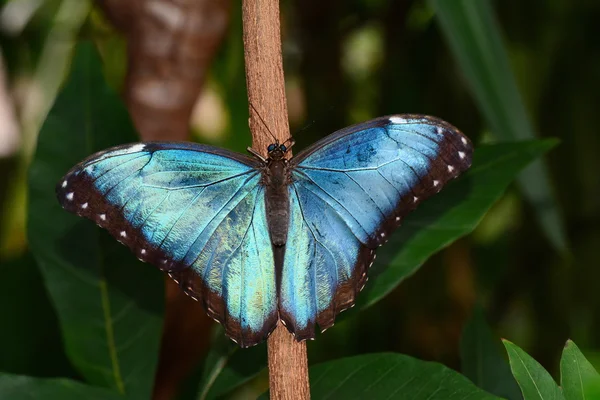 Blue Morpho butterfly — Stock Photo, Image