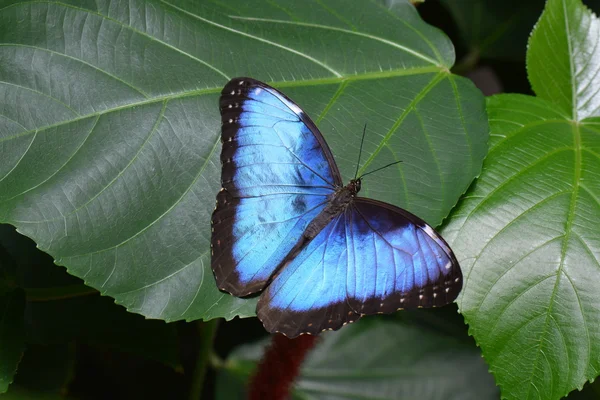 Borboleta azul Morpho pousa nos jardins . — Fotografia de Stock