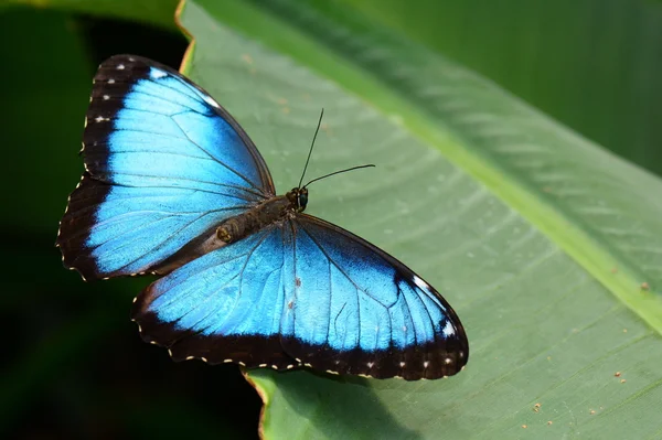 Farfalla Morpho blu atterra nei giardini . — Foto Stock