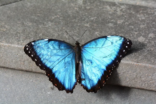 Blue Morpho butterfly lands in the gardens. — Stock Photo, Image