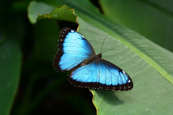 Голубая бабочка Морфо приземляется в садах . — стоковое фото