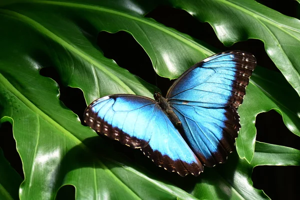 Kék Morpho pillangó földeken, a kertekben. — Stock Fotó