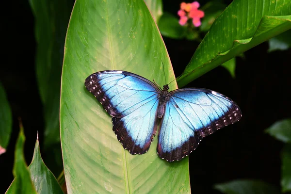 Kupu-kupu Morpho biru mendarat di kebun . — Stok Foto