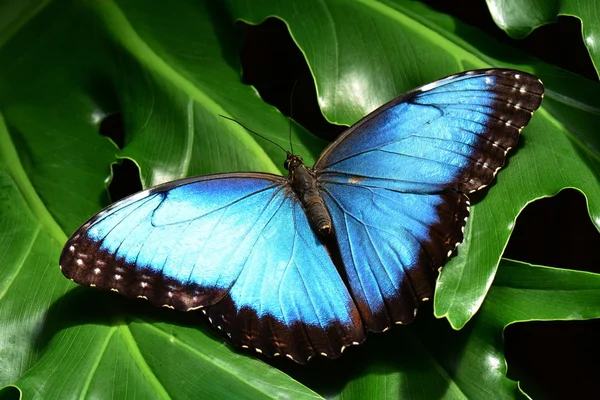 Kék Morpho pillangó földeken, a kertekben. — Stock Fotó