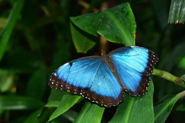 Blue Morpho butterfly lands in the gardens. — Stock Photo, Image