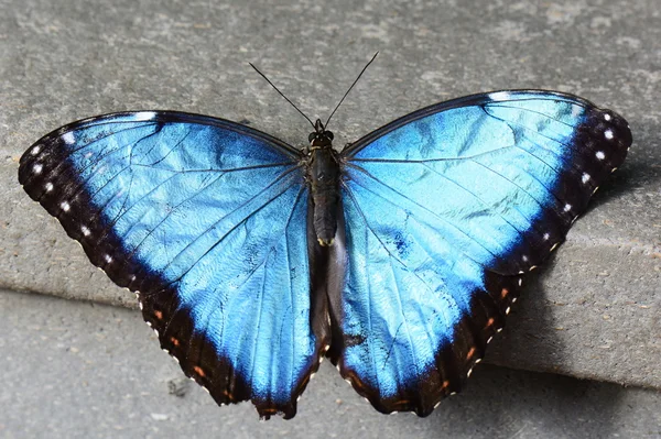 Farfalla Morpho blu — Foto Stock