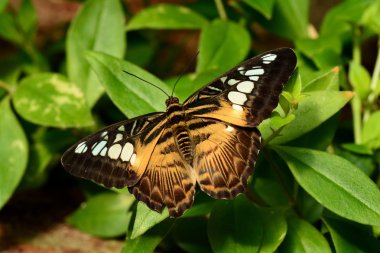 Brown Clipper Kelebek kelebek bahçeleri toprakları.