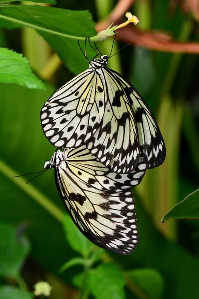 Árbol blanco ninfa mariposa. —  Fotos de Stock