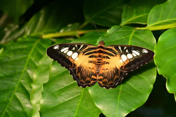 Brown Clipper mariposa aterriza en los jardines de mariposas . — Foto de Stock