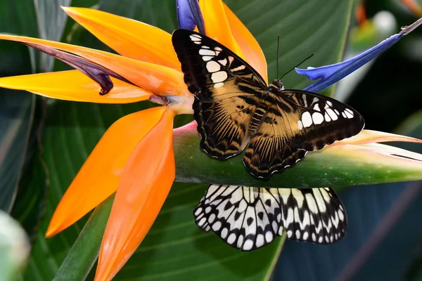Brown Clipper mariposa aterriza en los jardines de mariposas . — Foto de Stock