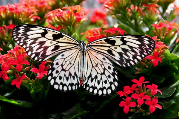 Árbol blanco ninfa mariposa. — Foto de Stock